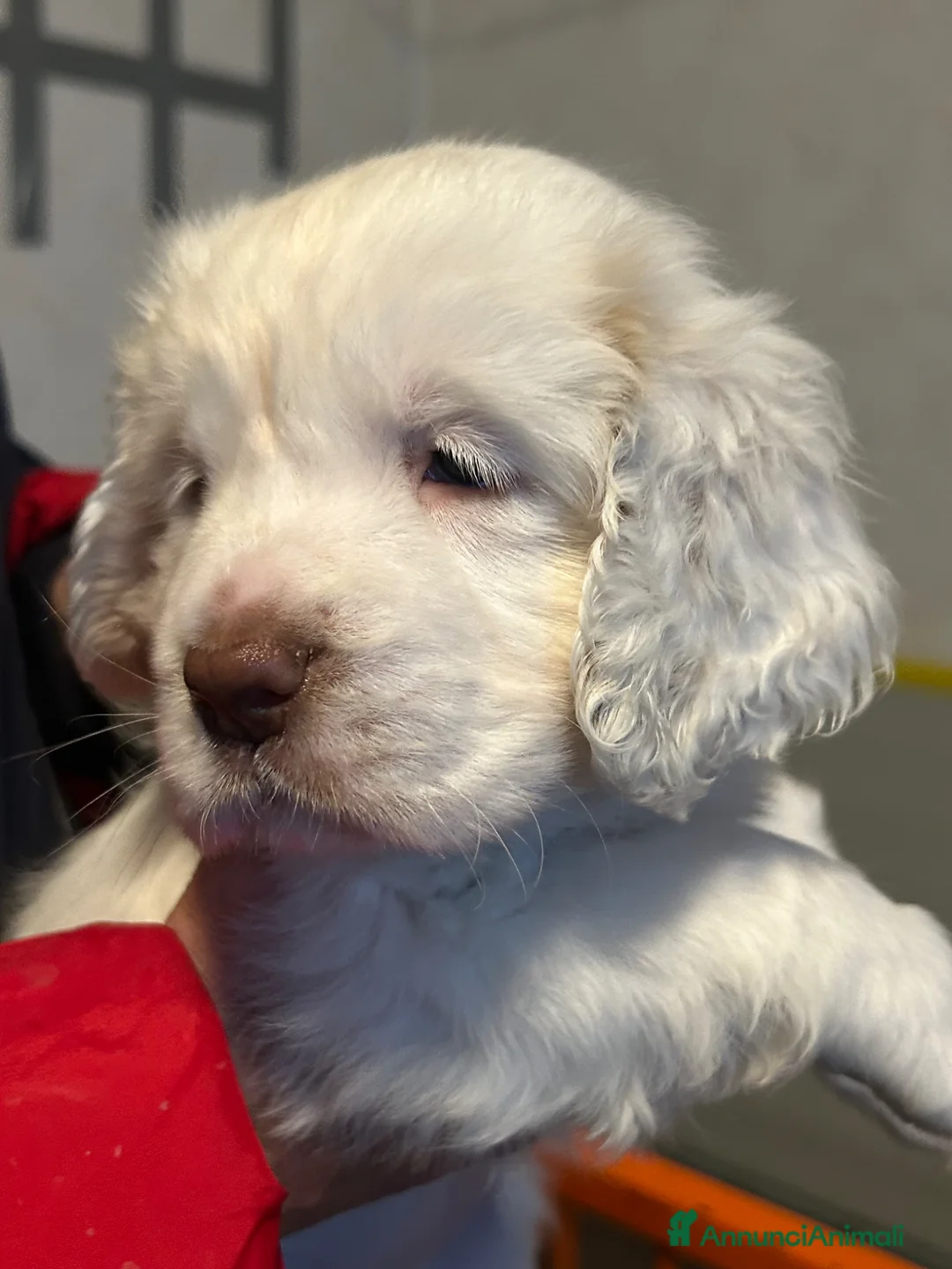 Spaniel Tedesco cani in vendita: Cucccioli Clumber spaniel - Annuncio 2