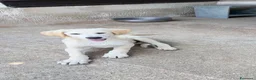 Meticcio cani in regalo: Dario a Provincia di Pavia - Annuncio 3