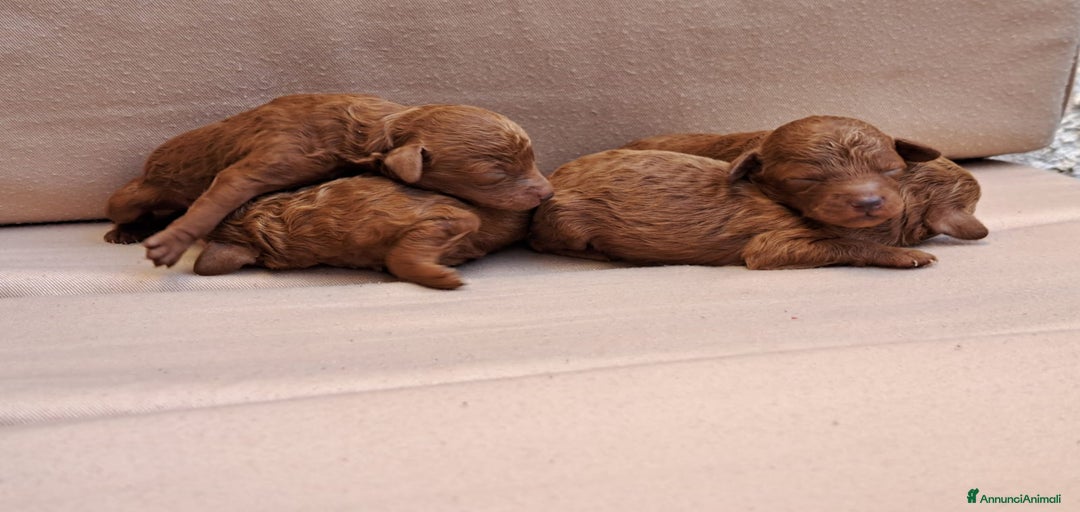 Immagine della galleria {{count}}