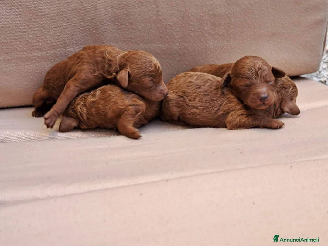 Immagine della galleria {{count}}