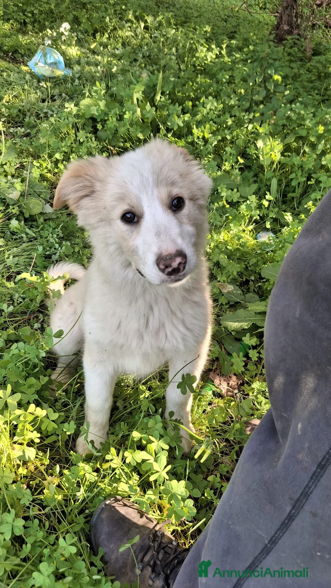 Meticcio cani in regalo: ADA CERCA CASA 🏡 - Annuncio 1