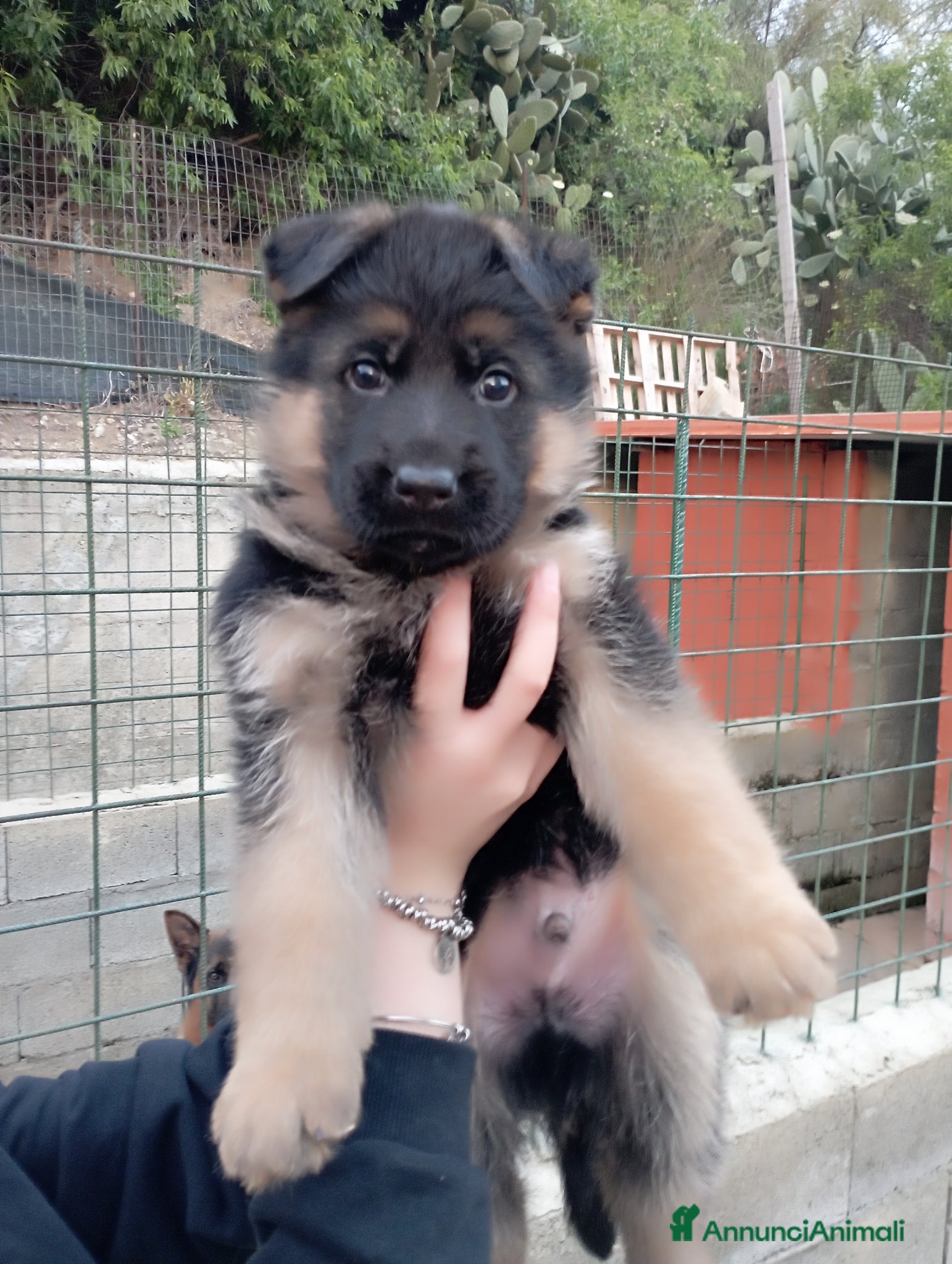 Pastore Tedesco cani Cuccioli di alta genealogia pastore tedesco  - Annuncio 1