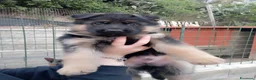 Pastore Tedesco cani in vendita: Cuccioli di alta genealogia pastore tedesco  a Città metropolitana di Reggio Calabria - Annuncio 1