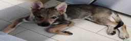 Lupo Cecoslovacco cani in vendita: Cucciola Cane Lupo Cecoslovacco a Provincia di Vicenza - Annuncio 2