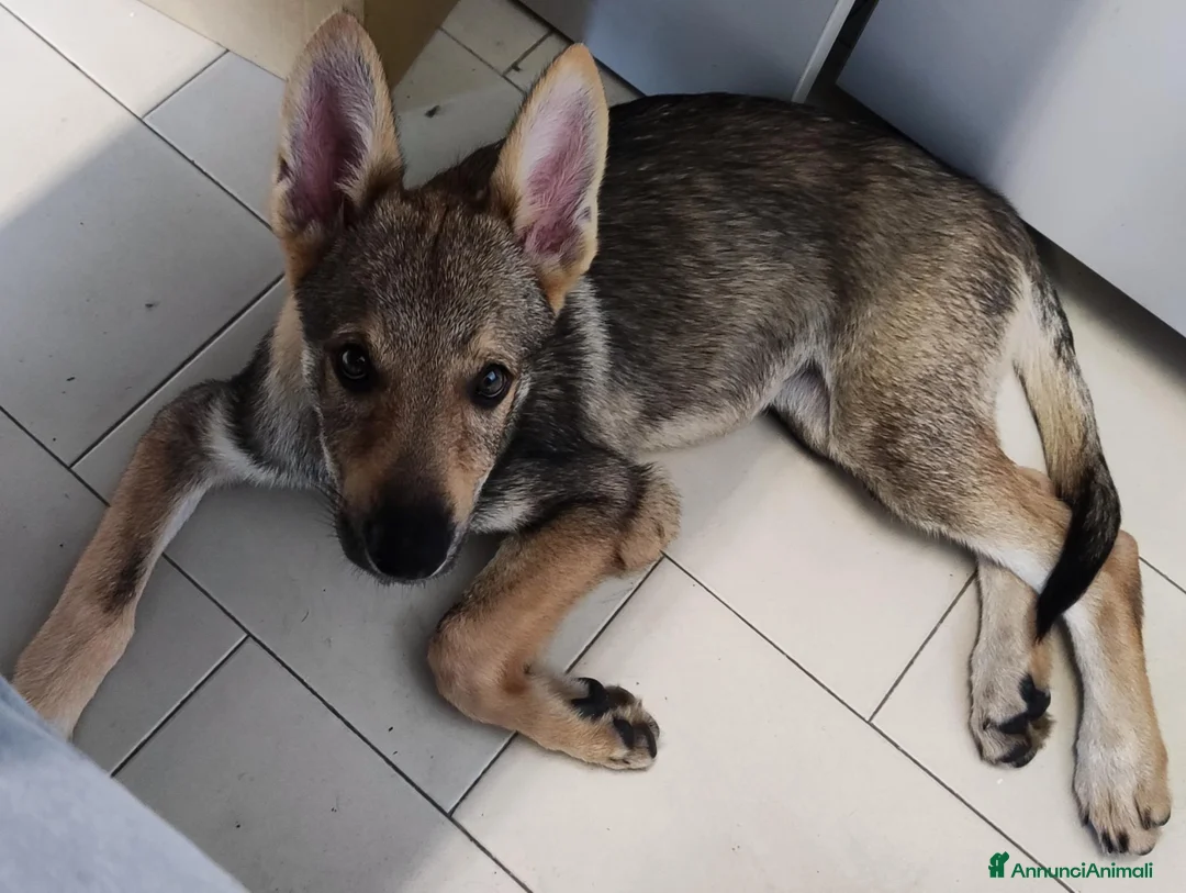 Lupo Cecoslovacco cani in vendita: Cucciola Cane Lupo Cecoslovacco a Provincia di Vicenza - Annuncio 2