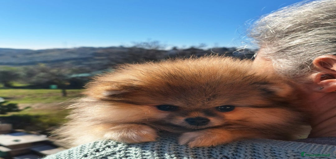 Immagine della galleria {{count}}