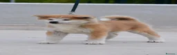 Akita Inu cani in vendita: Cucciolo Akita inu (Top Selection) a Città metropolitana di Roma Capitale - Annuncio 10