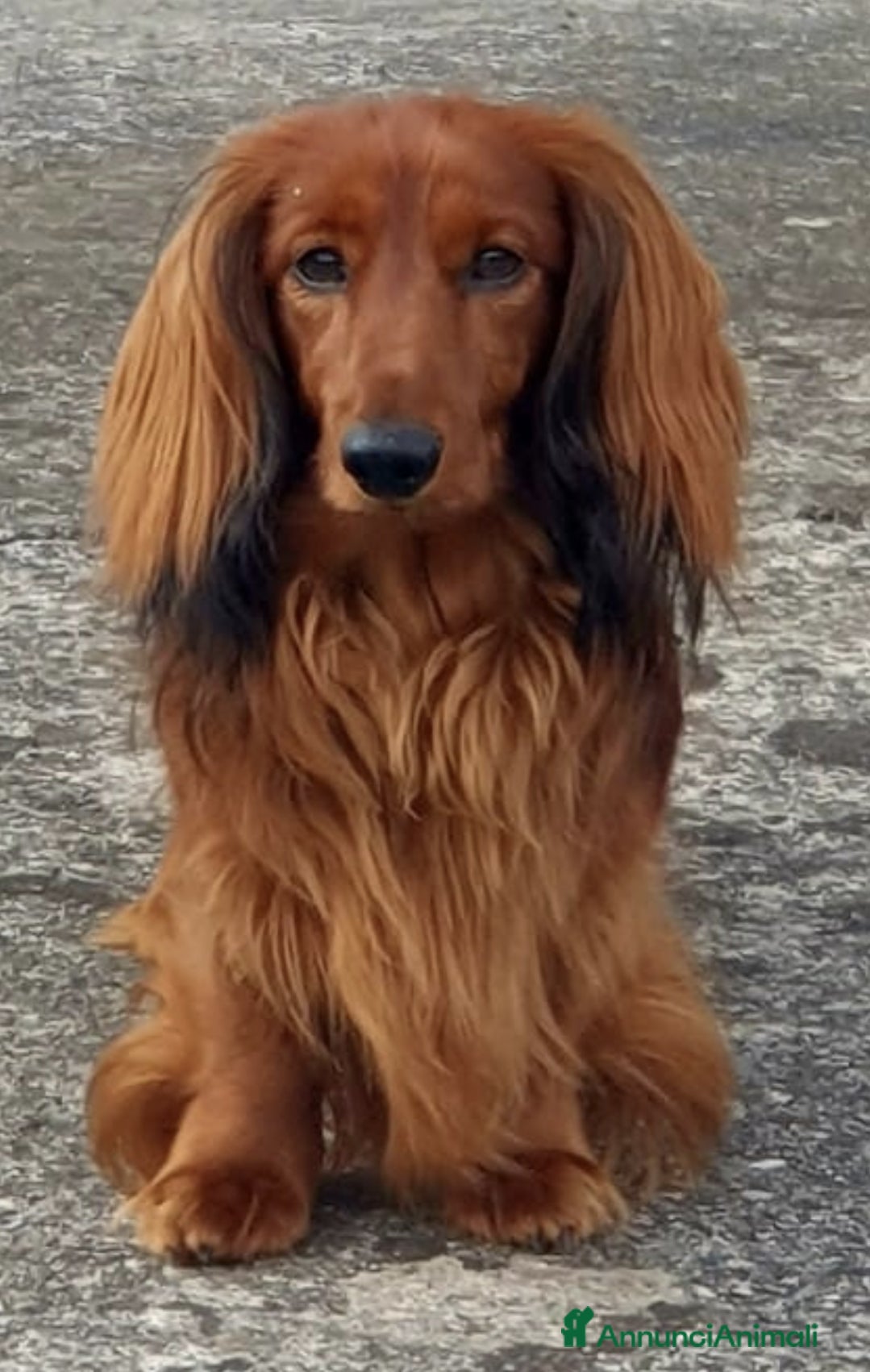 Bassotto cani per accoppiamento: Bassotto pelo lungo Nano per monta a Provincia di Bergamo - Annuncio 1