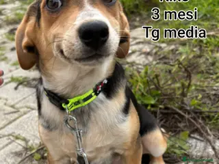 Meticcio cani CUCCIOLI ESCLUSI E SOLI! - Annuncio 40