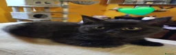 Scottish gatti in vendita: Cuccioli scottish straight - Annuncio 2