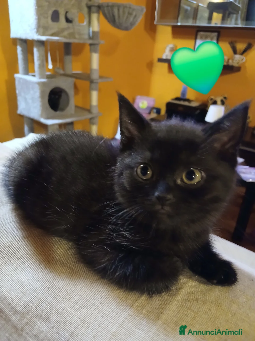 Scottish gatti in vendita: Cuccioli scottish straight - Annuncio 2