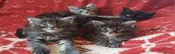 Maine Coon gatti in vendita: Cuccioli di Maine Coon linea estera - Annuncio 1