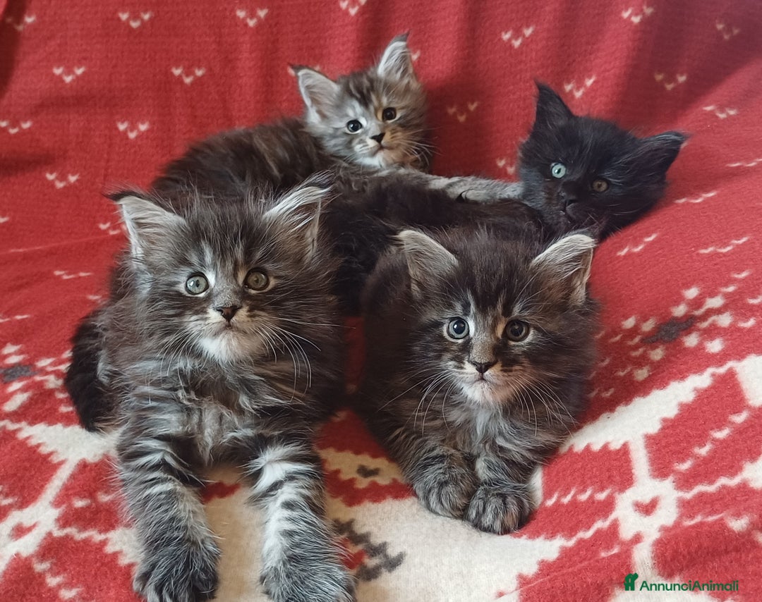 Maine Coon gatti in vendita: Cuccioli di Maine Coon linea estera - Annuncio 1