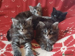 Maine Coon gatti Cuccioli di Maine Coon linea estera - Annuncio 15