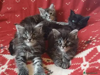 Maine Coon gatti Cuccioli di Maine Coon linea estera - Annuncio 29