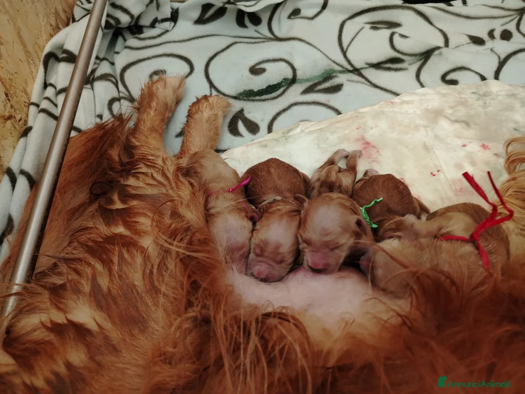 Golden Retriever cani in vendita: Disponibili 2 cucciole golden Retriever - Annuncio 10