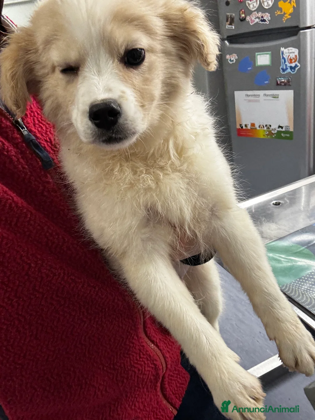 Meticcio cani in regalo: Babba 4 mesi mix volpino taglia medio piccola  - Annuncio 3