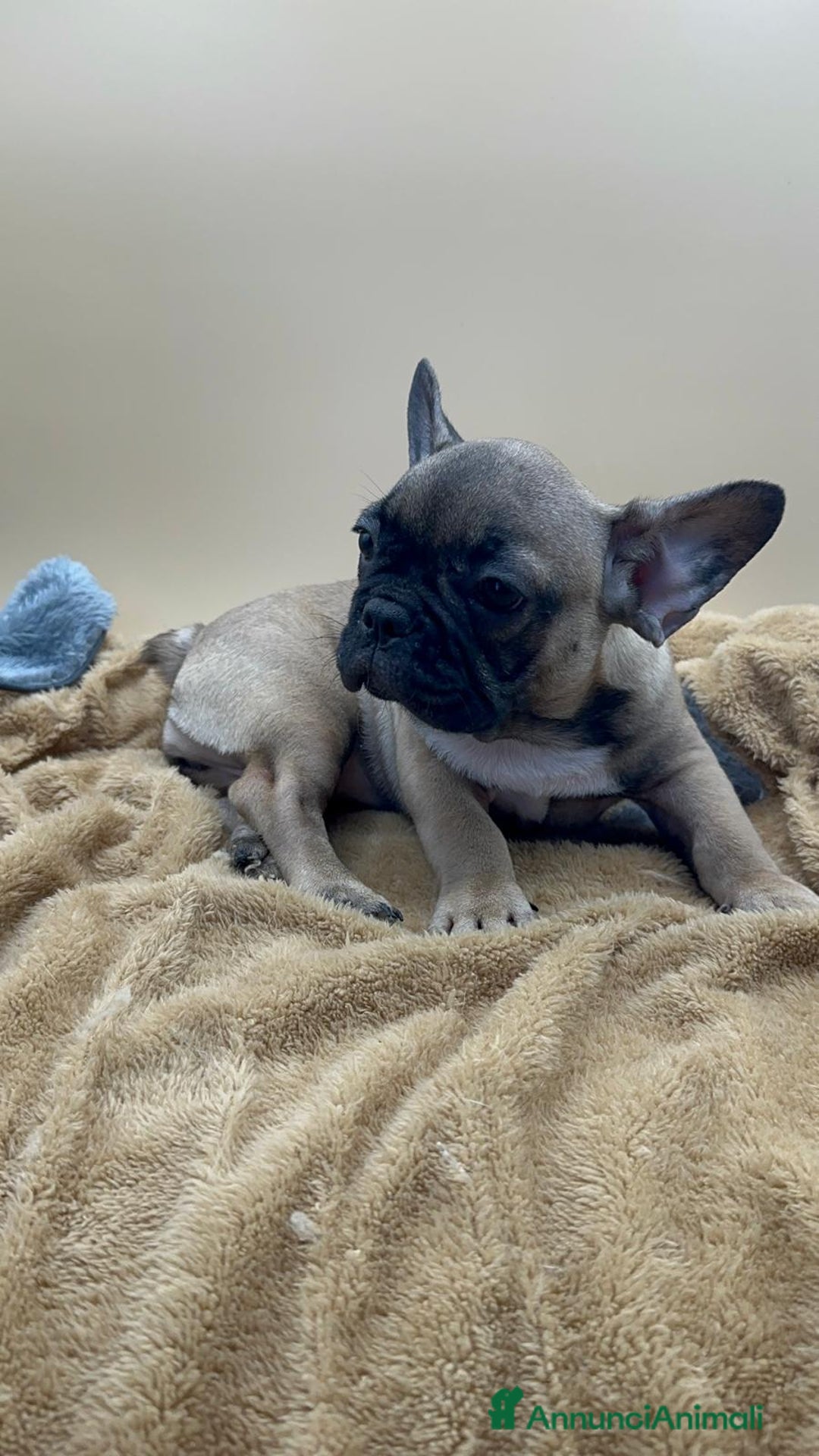 Bulldog Francese cani in vendita: Bouledogue Francese con Pedigree - Annuncio 1