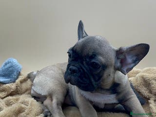 Bulldog Francese cani Bouledogue Francese con Pedigree - Annuncio 7