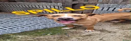 Meticcio cani in regalo: SPILLO 💙 12 kg di energia e simpatia a Provincia di Reggio Emilia - Annuncio 2