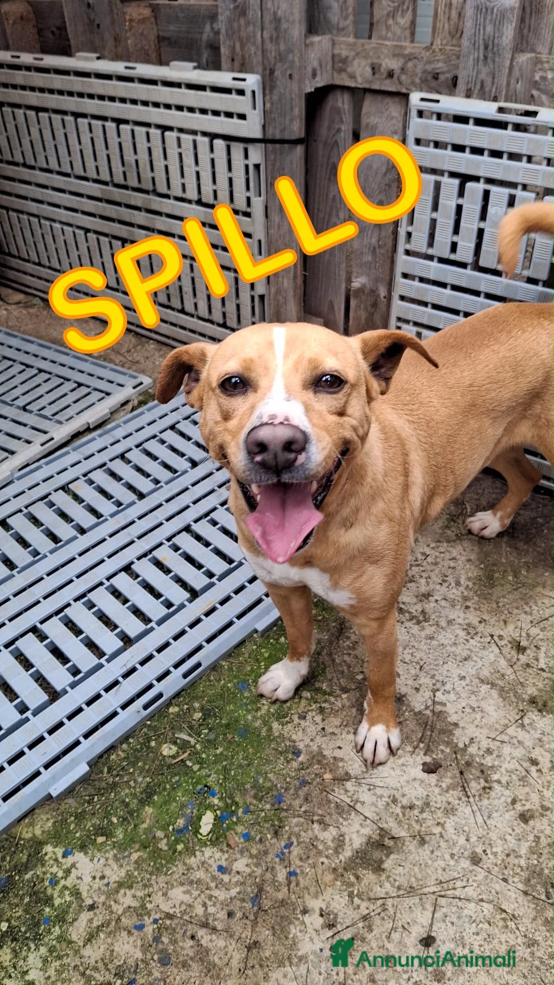 Meticcio cani in regalo: SPILLO 💙 12 kg di energia e simpatia a Provincia di Reggio Emilia - Annuncio 2