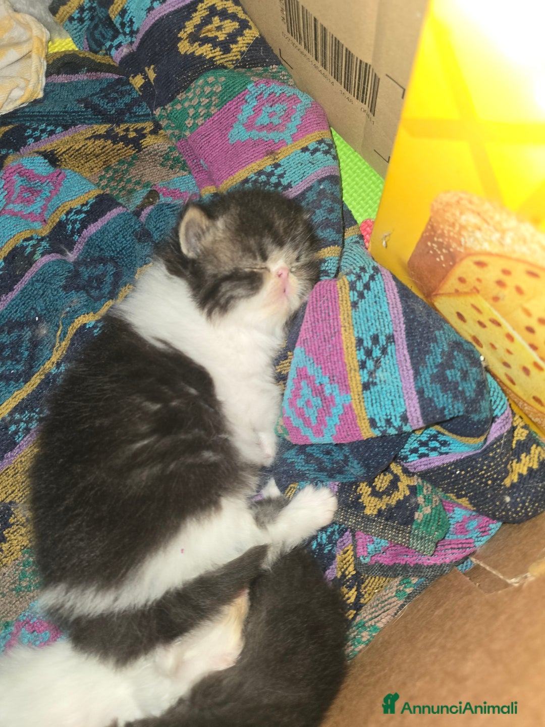 Persiano gatti in vendita: Meravigliosi Persiani - Immagine 8