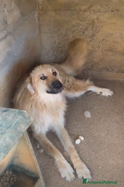 Meticcio cani ADOZ.del💔:sta sopportando inferno in canile! - Annuncio 35