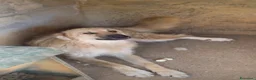 Meticcio cani in regalo: ADOZ.del💔:sta sopportando inferno in canile! - Annuncio 1