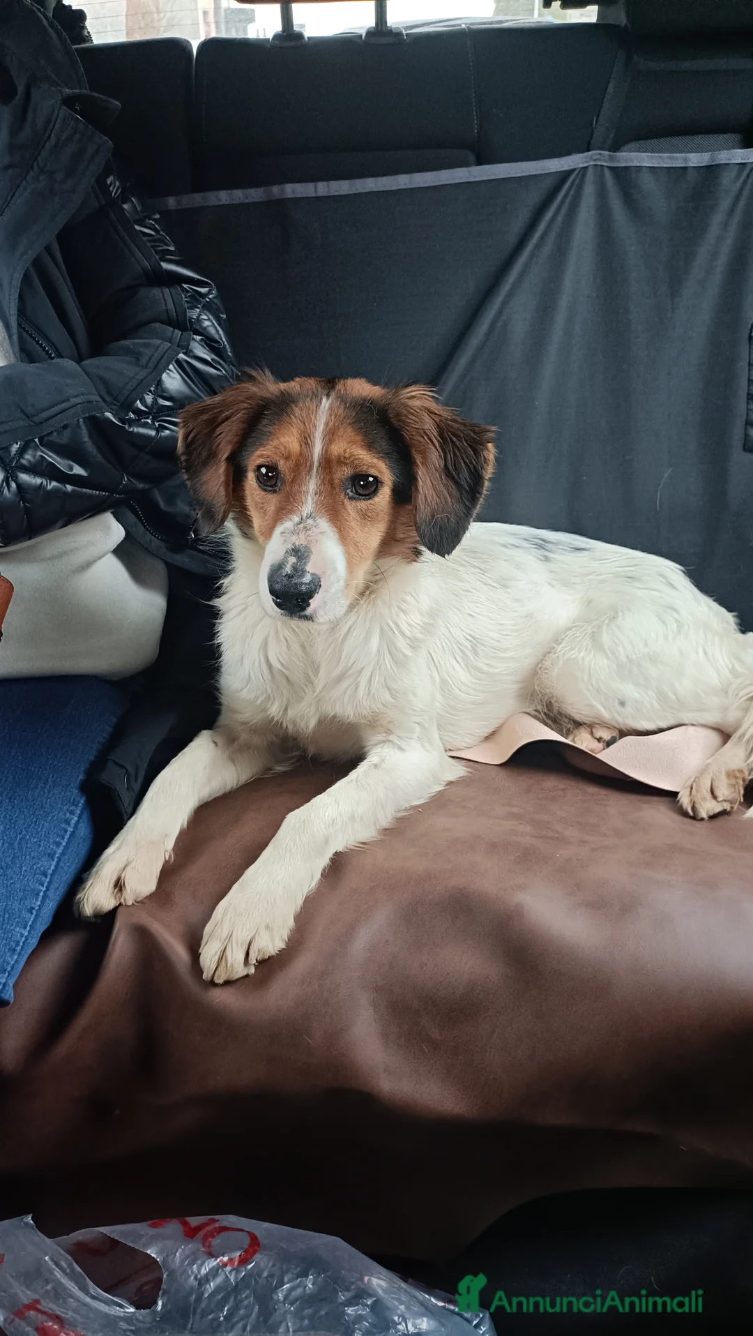 Meticcio cani in regalo: Megy  a Provincia di Lecco - Annuncio 1