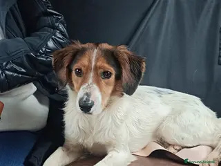 Meticcio cani Megy - Annuncio 26