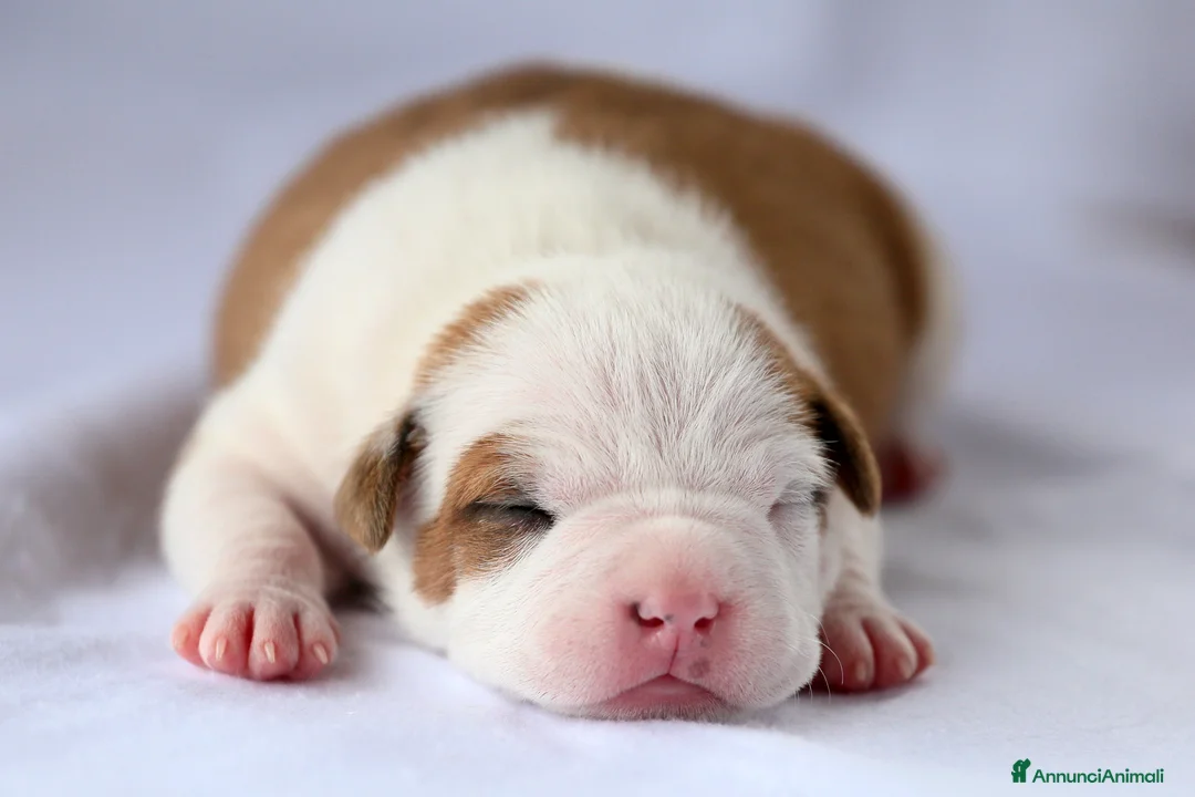 Immagine della galleria {{count}}