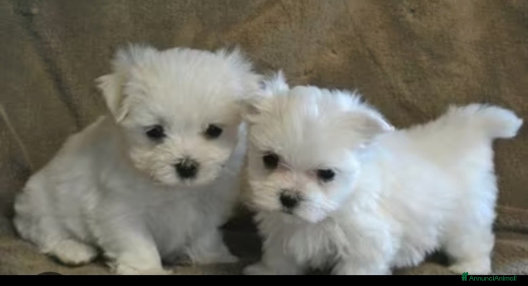Maltese cani 2 cuccioli di Maltese  - Annuncio 1