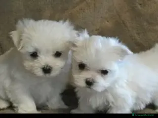 Maltese cani 2 cuccioli di Maltese - Annuncio 1