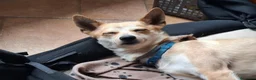 Meticcio cani in regalo: Milo Cerca Persona Esperta E Paziente a Città Metropolitana di Torino - Annuncio 2