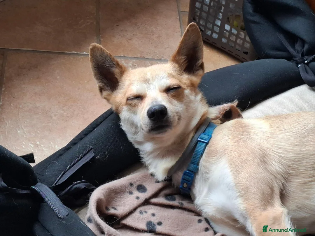 Meticcio cani in regalo: Milo Cerca Persona Esperta E Paziente a Città Metropolitana di Torino - Annuncio 2