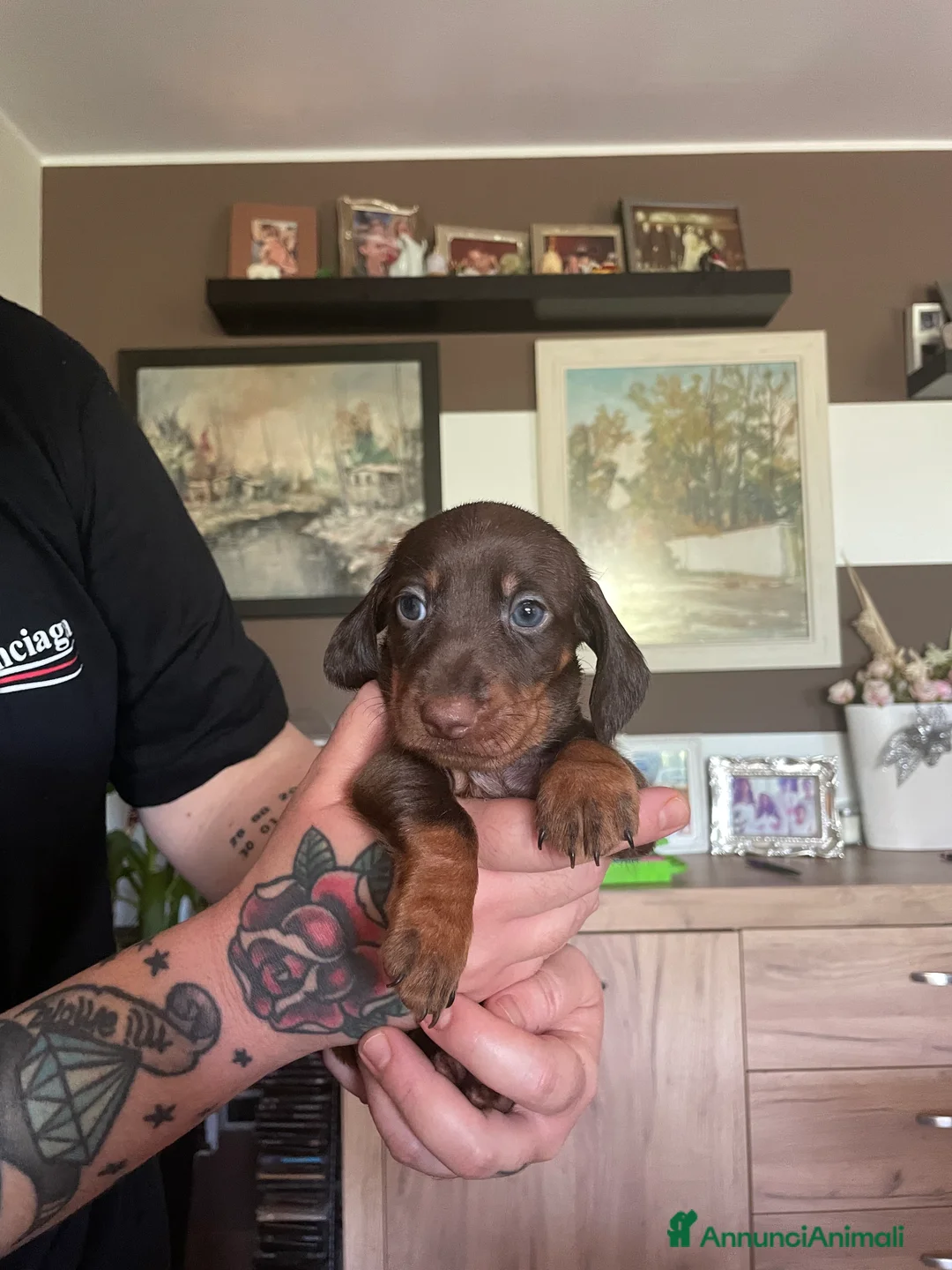 Bassotto Nano cani in vendita: Bassotto cioccolato nano  a Città metropolitana di Milano - Annuncio 2