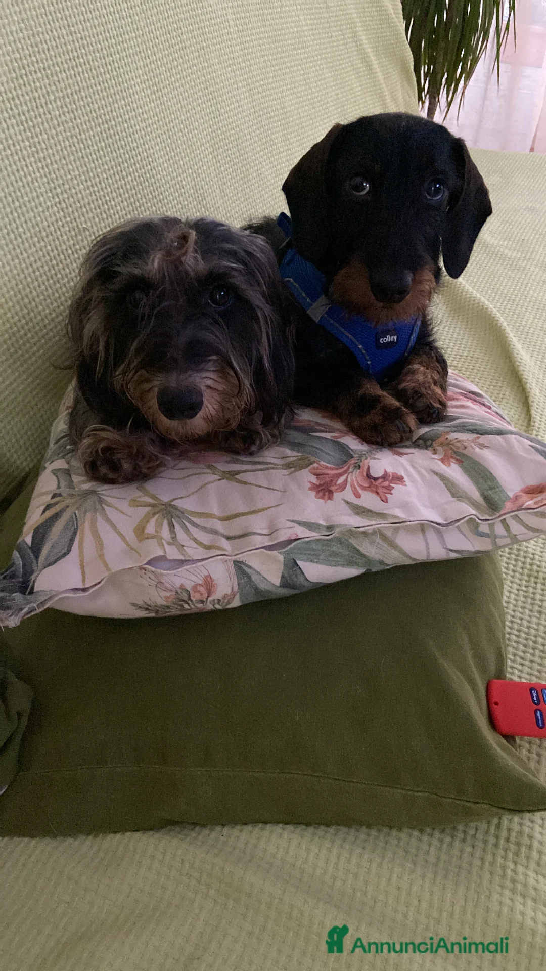 Bassotto cani in vendita: vendesi cuccioli di bassotto tedesco pelo duro - Annuncio 7