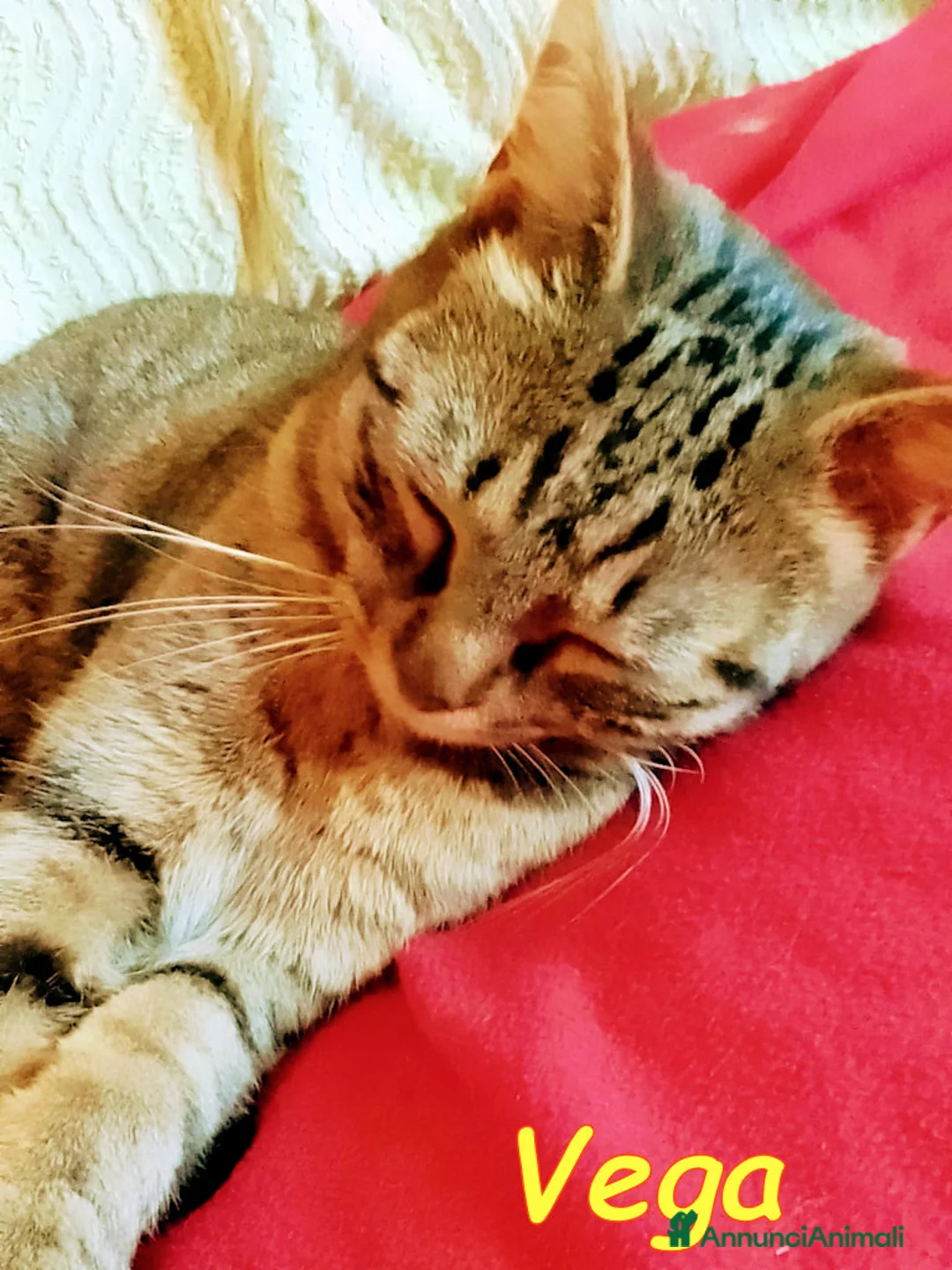 Europeo gatti in regalo: DOLCE ANGIOLETTO… O PICCOLA MONELLA? - Annuncio 5