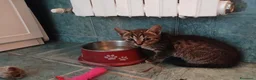 Certosino gatti in regalo: Fratellini tigratini - Annuncio 4