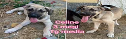 Meticcio cani in regalo: TROPPI CUCCIOLI SOLI IN RIFUGIO  a Provincia di Verona - Annuncio 11