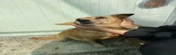 Meticcio cani in regalo: Roxana e Basilio: adozione di coppia nonnini - Annuncio 8