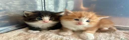 Norvegese gatti in vendita: cucciolo norvegese delle foreste - Annuncio 17