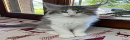 Norvegese gatti in vendita: Gattino Norvegese delle foreste blue a Provincia di Parma - Annuncio 6