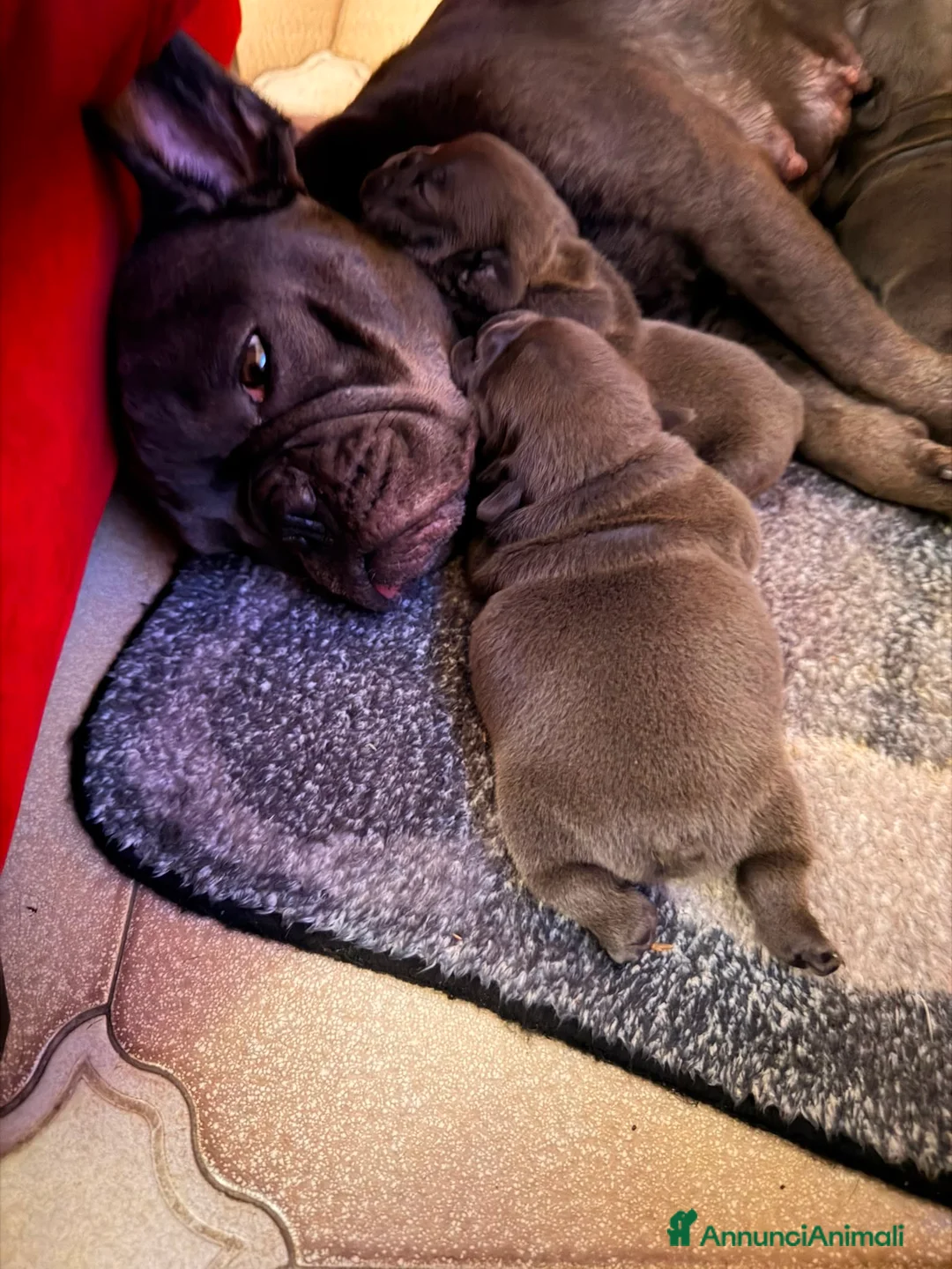 Bulldog Francese cani in vendita: 4 meravigliosi Bulldog Francesi Blue affettuosi💙 - Annuncio 2