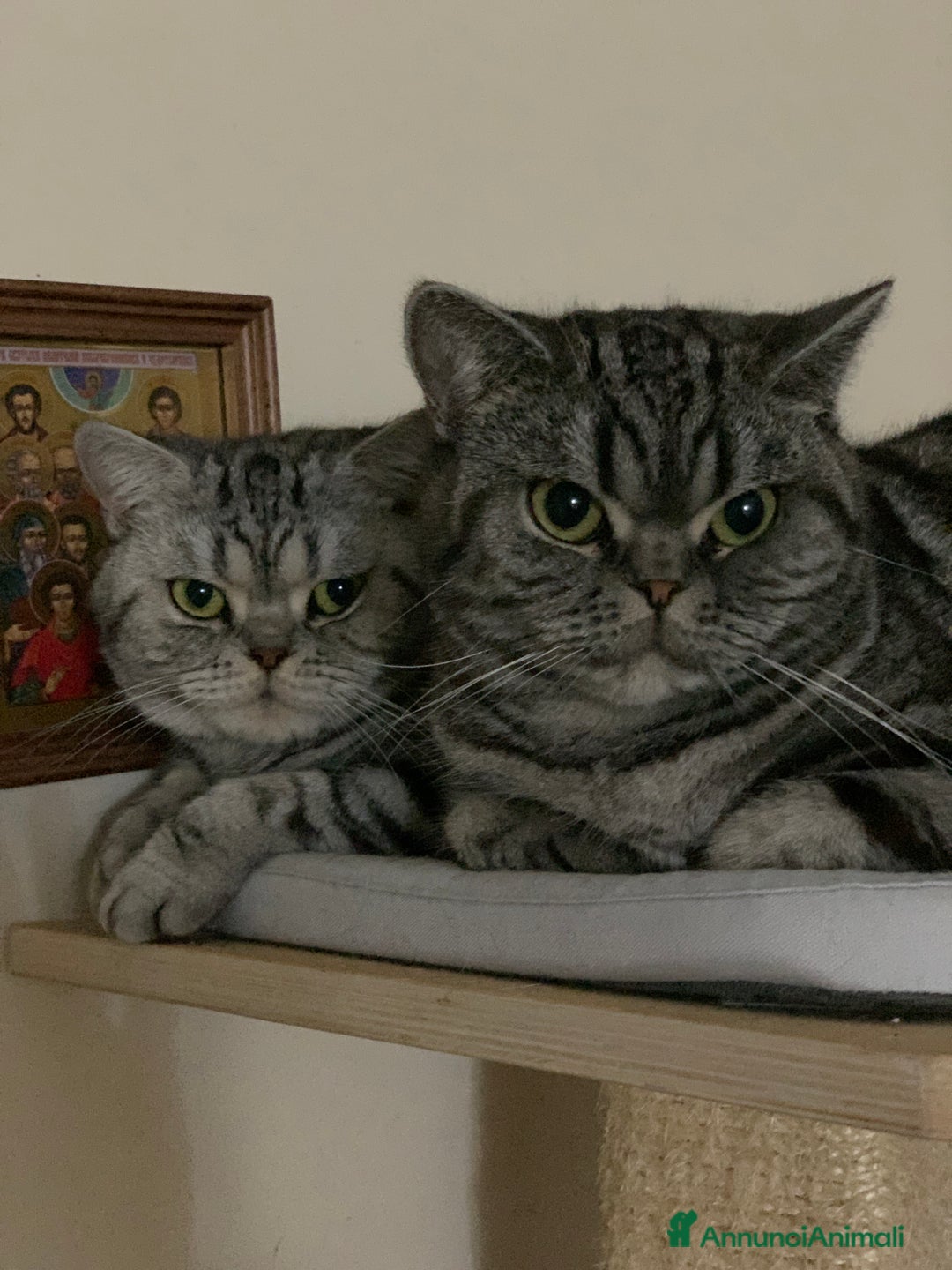 British gatti in vendita: British shorthair black silver tabby blotched  - Annuncio 5