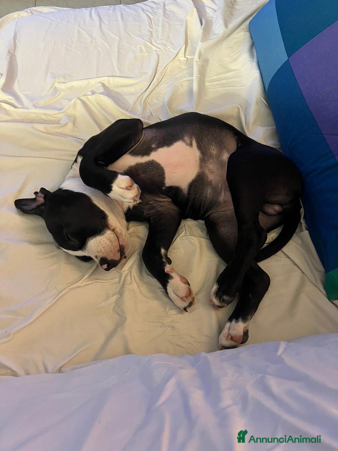 American Staffordshire cani in vendita: splendido cucciolo di amstaff - Annuncio 3