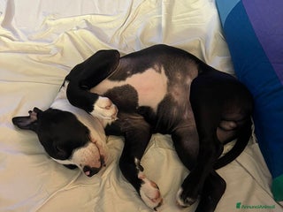 American Staffordshire cani splendido cucciolo di amstaff - Annuncio 2