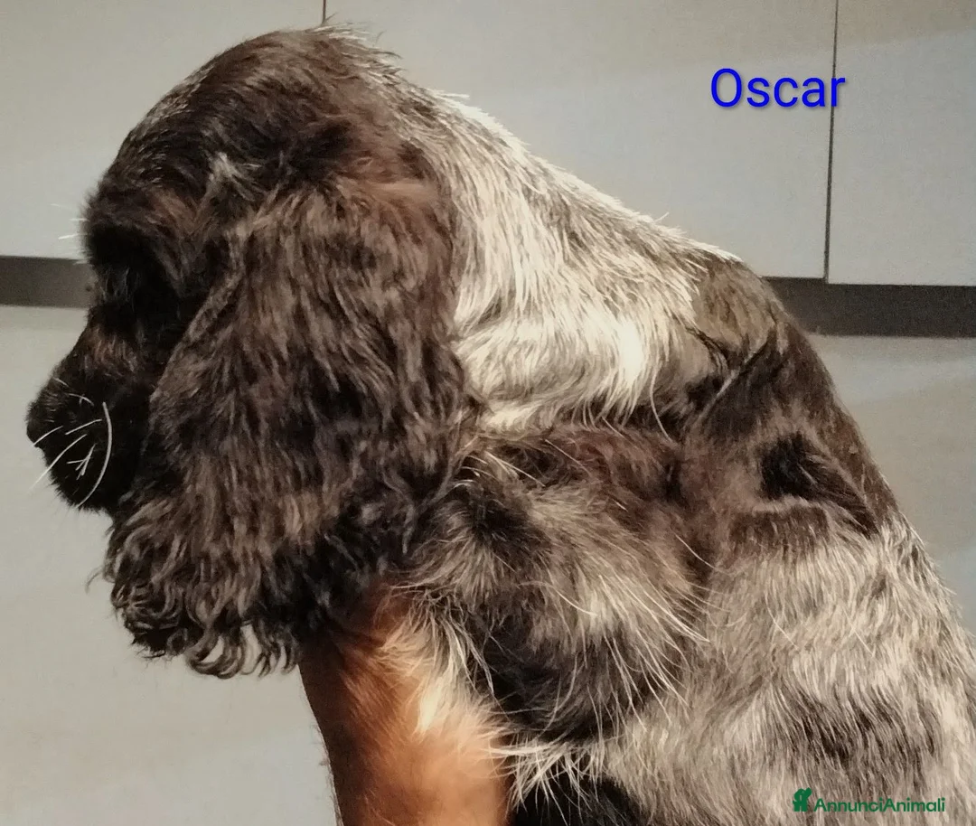 Cocker cani in vendita: Cucciolo Cocker Spaniel Inglese Blu Roano  - Annuncio 2
