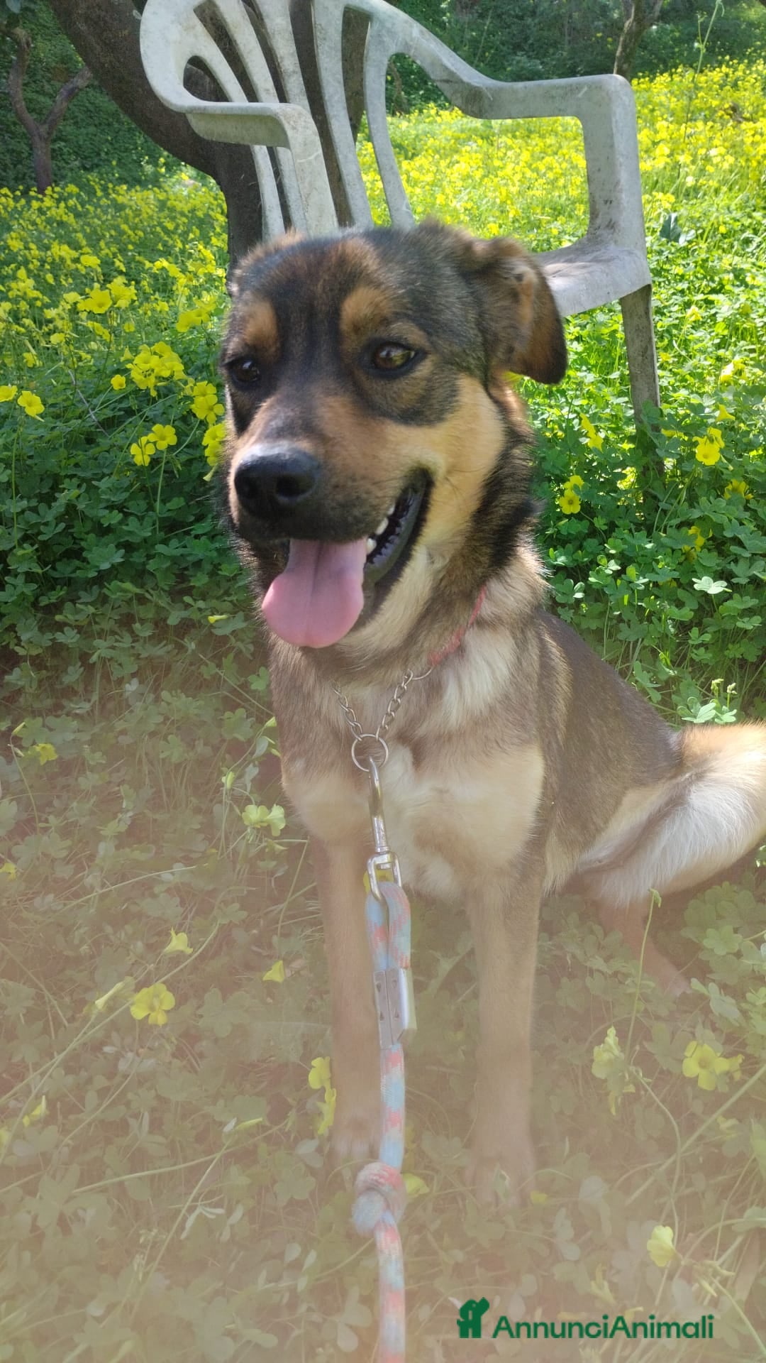 Meticcio cani TEKILA ASPETTA UNA MAMMA - Annuncio 1