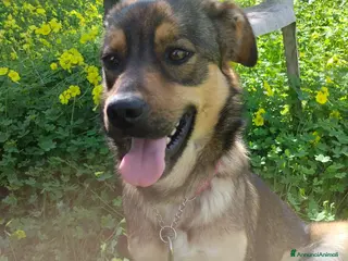 Meticcio cani TEKILA ASPETTA UNA MAMMA - Annuncio 1